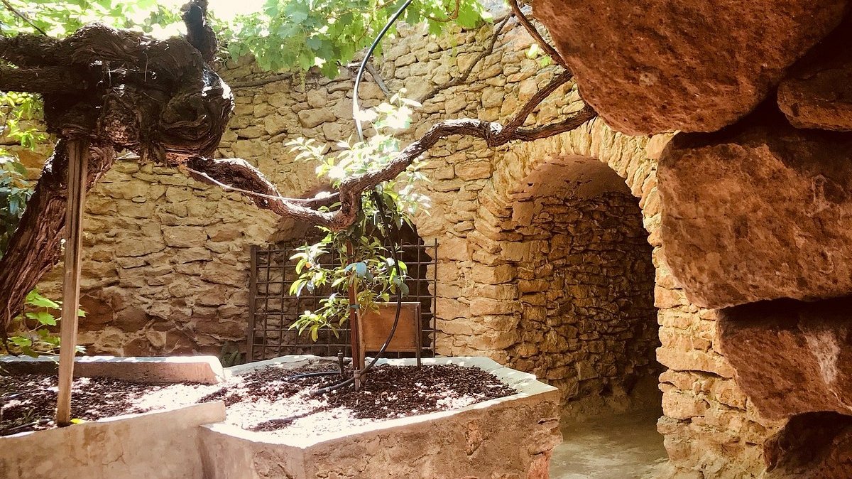 a close up of a rock next to a tree