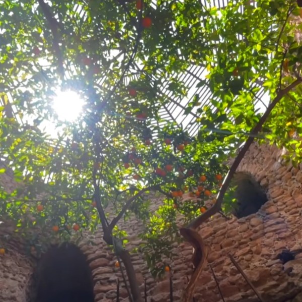 a close up of a tree